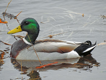 Duck swimming in lake