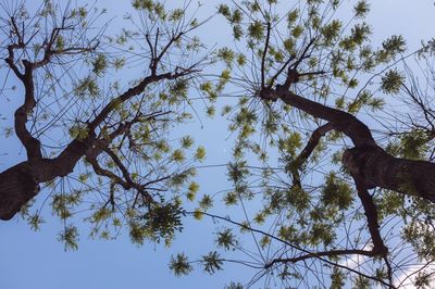 Low angle view of trees against sky