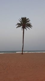 Palm trees on beach against clear sky