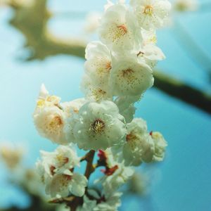 Close-up of white flowers blooming