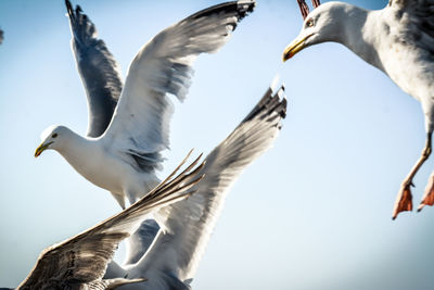 Low angle view of seagulls flying against clear sky