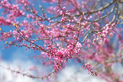 Low angle view of pink cherry blossom
