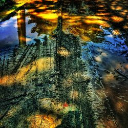 Reflection of trees in lake