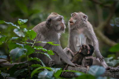 Monkey sitting on tree