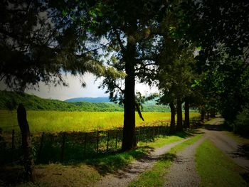 Dirt road amidst trees on field