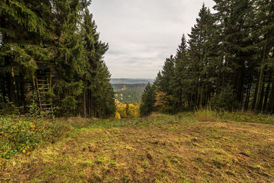 Trees in forest