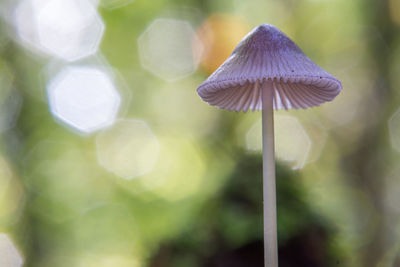 Close-up of mushroom growing outdoors