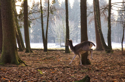 Horses in a forest