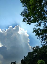 Low angle view of trees against sky