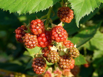 Close-up of strawberries on tree