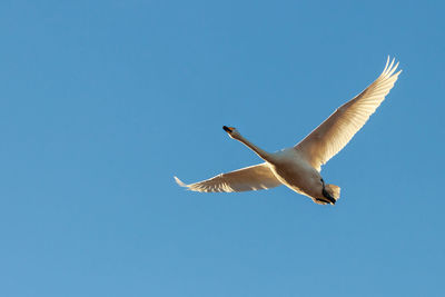 Low angle view of swan flying