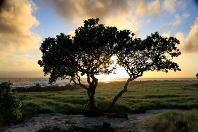 Tree on field against sky during sunset