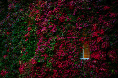 Pink flowers blooming on tree