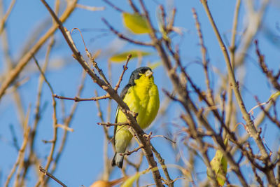 Low angle view of bird perching on branch