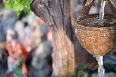 Close-up of plant hanging from tree trunk in yard