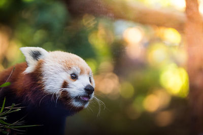 Close-up of red panda outdoors