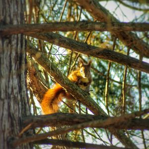 Low angle view of monkey on tree