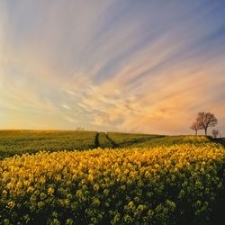 Scenic view of oilseed rape field against sky
