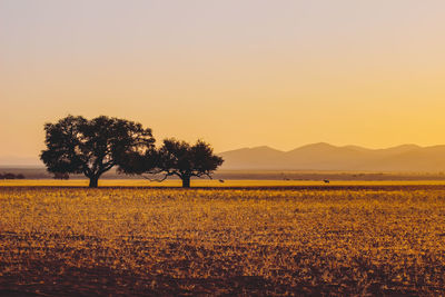 Trees on field against clear sky during sunset