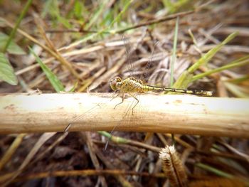 Close-up of insect