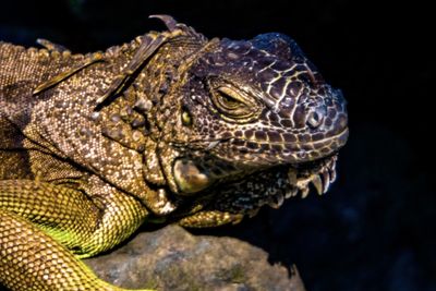 Close-up of a lizard