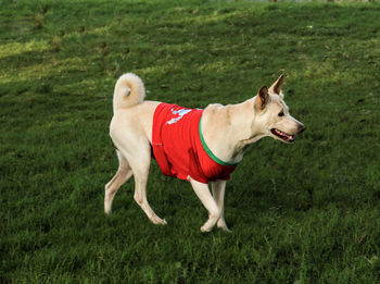 Side view of a dog running on field