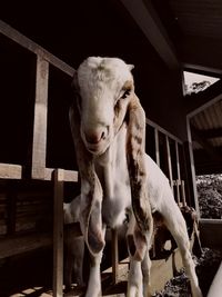 Portrait of goat in pen