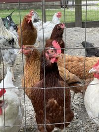 View of birds in farm