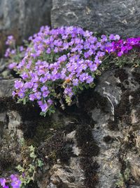 Close-up of flowers growing on rock