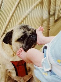 Pug dog with baby feet