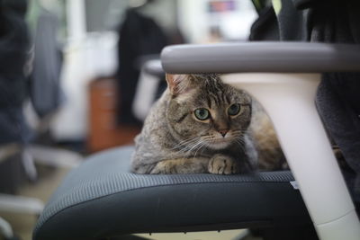 Portrait of cat sitting on chair