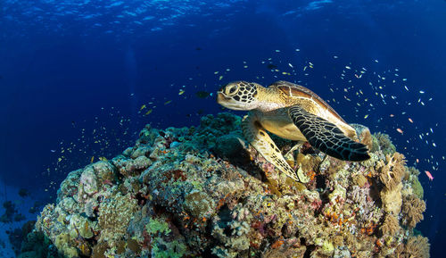 Turtle swimming in sea