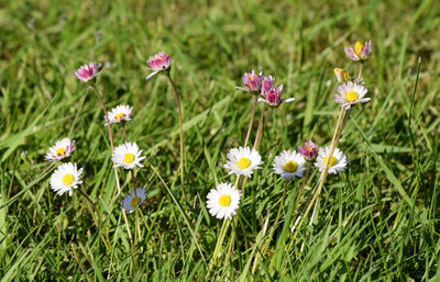 Close-up of fresh flowers blooming in field