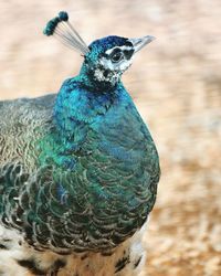 Close-up portrait of a peacock