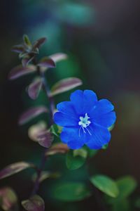 Close-up of purple flowering plant