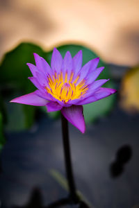 Close-up of purple water lily