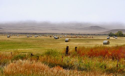 Scenic view of hay bales on field during foggy weather