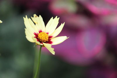 Close-up of fresh cosmos flower blooming outdoors