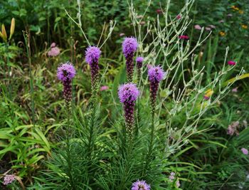 Purple flowers blooming in field