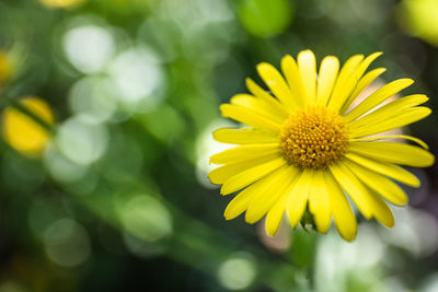 Close-up of yellow flowering plant