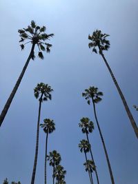 Low angle view of palm trees against sky