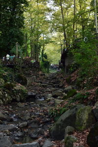 Footpath amidst rocks in forest
