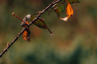 Close-up of plant against blurred background