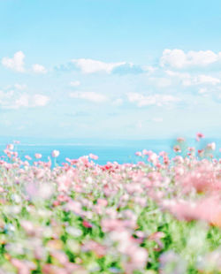 Scenic view of sea and plants against sky