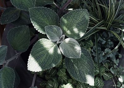 High angle view of succulent plant