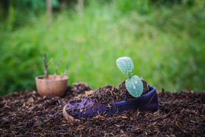 Close-up of potted plant on field