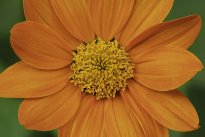 Close-up of orange flower