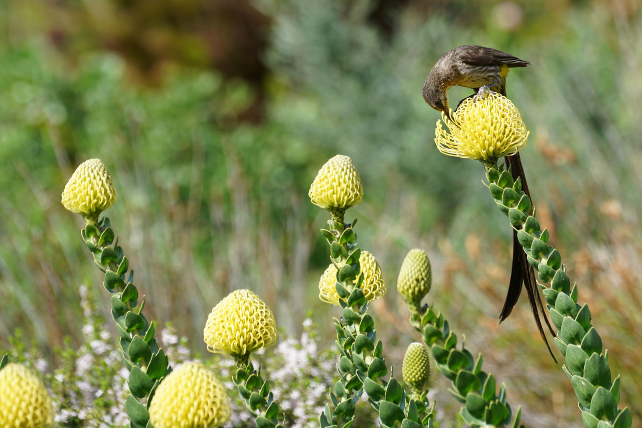 Bird on a flower