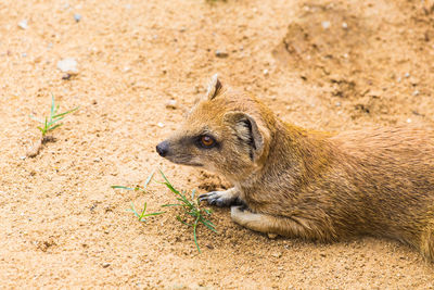 High angle view of an animal on sand