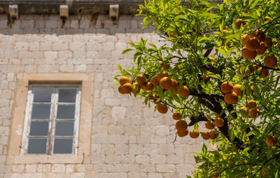 Low angle view of fruits growing on tree